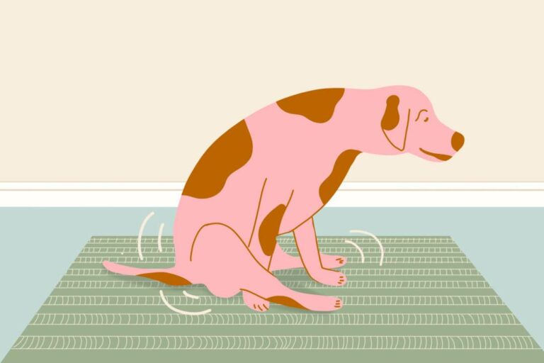 Master Extracting Anal Glands: A Step-by-Step Guide for Dog Owners