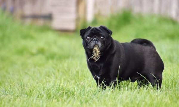 Curated visual reference: Visual Reference: Why Do Dogs Eat Grass Top Reasons Fixes