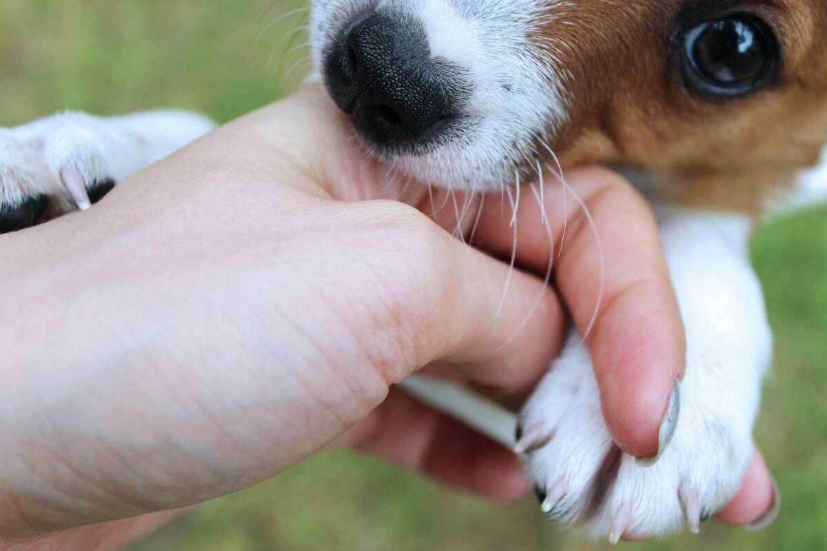 Stop Dog Biting and Chewing Easy Training Tips
