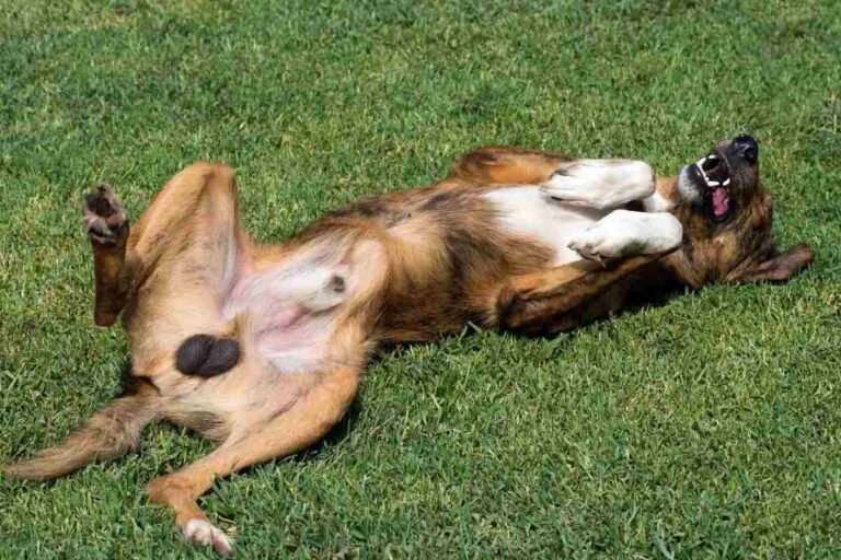 Hodenkrebs Hund Lebenserwartung Ohne Behandlung Hodenkrebs bei Hunden: Ursachen, Anzeichen und Behandlung