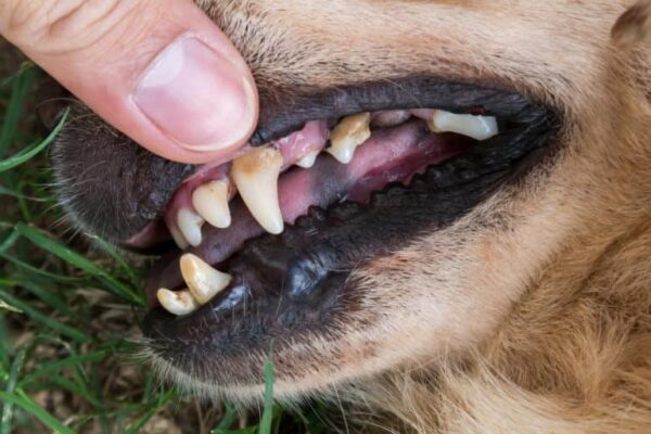Remove Tartar From Dog Teeth Safe And Effective Home Methods remove-tartar-from-dog-teeth-safe-and-effective-home-methods