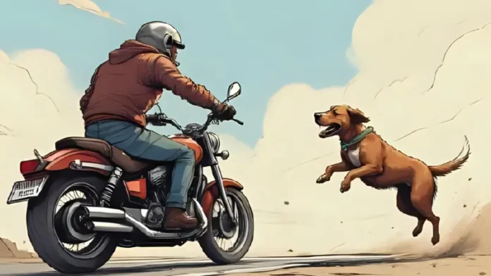 Un chien poursuivant une moto sur la route expliqué avec des conseils de dressage pour arrêter ce comportement